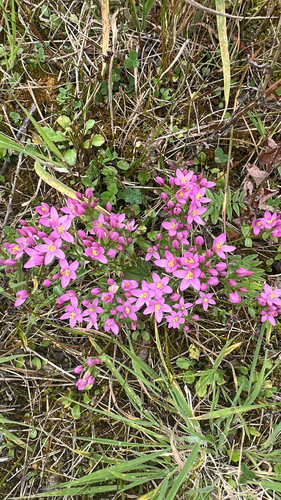 Common centaury