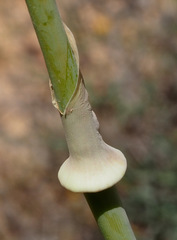Ferula negevensis