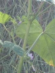 Malva nicaeensis