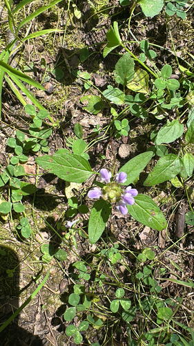 common selfheal