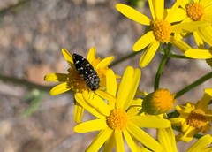 Acmaeodera bowditchi