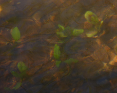 Potamogeton amplifolius