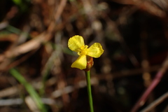 Xyris flabelliformis