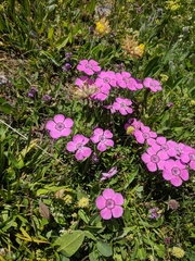 Dianthus alpinus