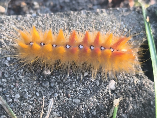 Sycamore Moth