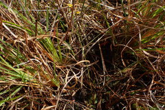 Xyris flabelliformis