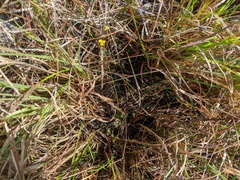 Xyris flabelliformis