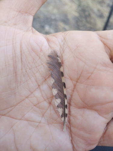 Plume de Torcol fourmilier