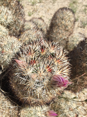 Escobaria alversonii