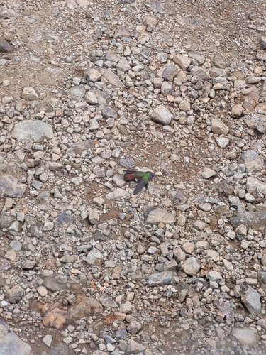 Rufous-tailed Hummingbird