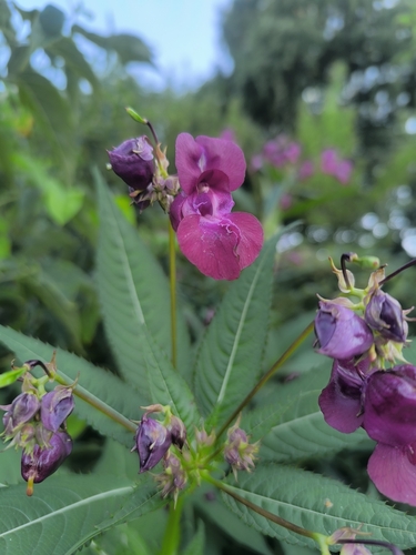 Himalayan balsam