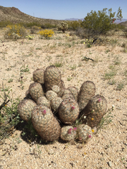 Escobaria alversonii