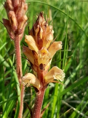 Orobanche lutea
