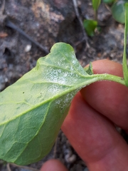 Hyaloperonospora barbareae