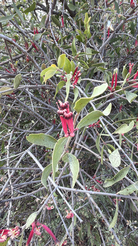 Tapinanthus oleifolius, photograph 4