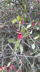 author not stated, no rights reserved Tapinanthus oleifolius, photograph author not stated, no rights reserved