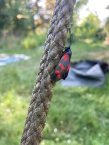 Widderchen