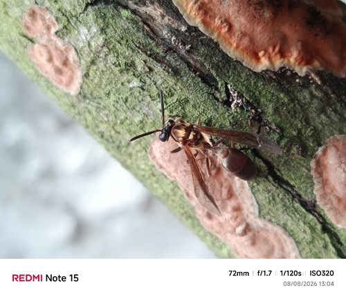 Polybia chrysothorax