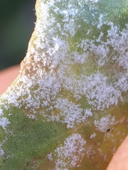 Hyaloperonospora barbareae