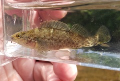 Etheostoma microlepidum