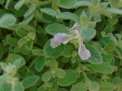 Stachys ionica