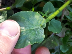 Hyaloperonospora barbareae