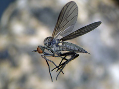 Empis bicuspidata