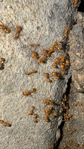 Tropical Fire Ant