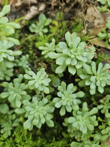 Sedum glaucophyllum, photograph 3