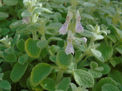 Stachys ionica
