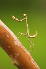 Stagmatoptera binotata