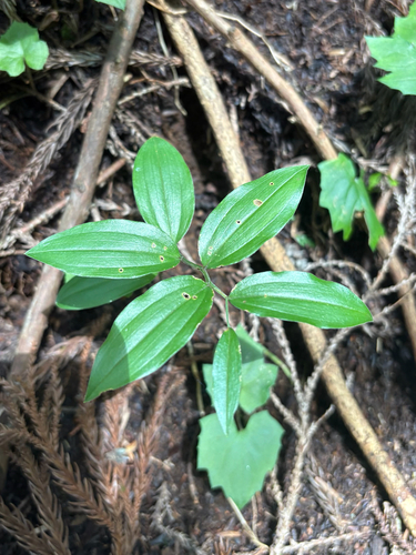 Disporum sessile observed 2026-07-26