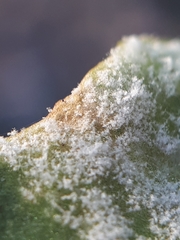 Hyaloperonospora barbareae