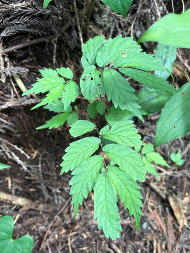 Elatostema involucratum observed 2026-07-26