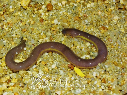 Koh Tao Caecilian