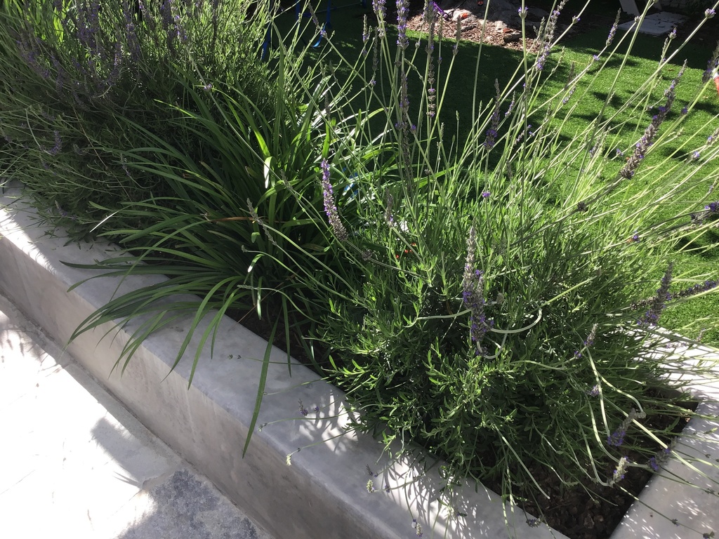 English lavender shrub