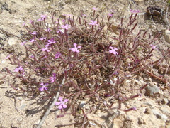 Saponaria calabrica