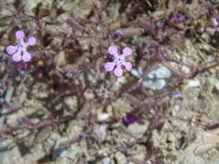 Saponaria calabrica