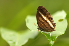 Euptychoides albofasciata
