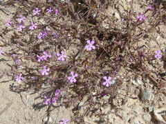 Saponaria calabrica