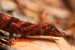 Anolis transversalis