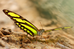Philaethria dido
