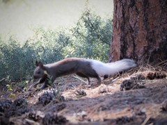 Sciurus aberti kaibabensis