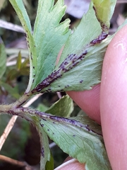 Synchytrium anemones