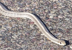 Salvadora hexalepis hexalepis