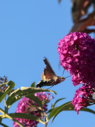 Eurasian Hummingbird Hawkmoth