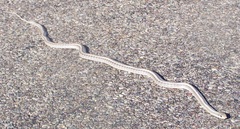 Salvadora hexalepis hexalepis