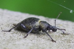 Otiorhynchus pseudonothus