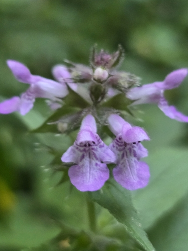 Marsh Woundwort