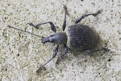 Otiorhynchus pseudonothus